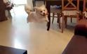 Η αστεία αποτυχία ενός σκύλου να ανέβει στον καναπέ! [video]