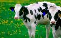 Επιστρέφει η νόσος των τρελών αγελάδων;