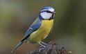 Δείτε δέκα πανέξυπνα είδη πουλιών - Φωτογραφία 7