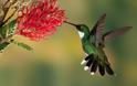 Δείτε δέκα πανέξυπνα είδη πουλιών - Φωτογραφία 8