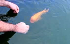 Ψάρι παίζει με τον ιδιοκτήτη του! [video] - Φωτογραφία 1