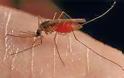 «Συναγερμός» για τα κουνούπια