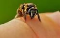 Πότε ένα τσίμπημα μέλισσας γίνεται επικίνδυνο;