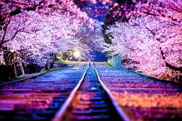 Εκπληκτικές εικόνες από τις ανθισμένες κερασιές στην Ιαπωνία! [photos] - Φωτογραφία 1