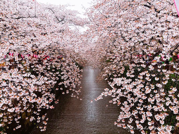 Εκπληκτικές εικόνες από τις ανθισμένες κερασιές στην Ιαπωνία! [photos] - Φωτογραφία 10