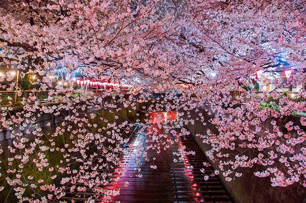 Εκπληκτικές εικόνες από τις ανθισμένες κερασιές στην Ιαπωνία! [photos] - Φωτογραφία 2