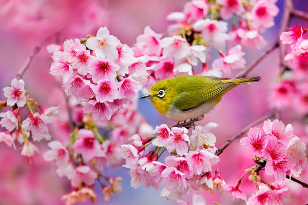 Εκπληκτικές εικόνες από τις ανθισμένες κερασιές στην Ιαπωνία! [photos] - Φωτογραφία 4