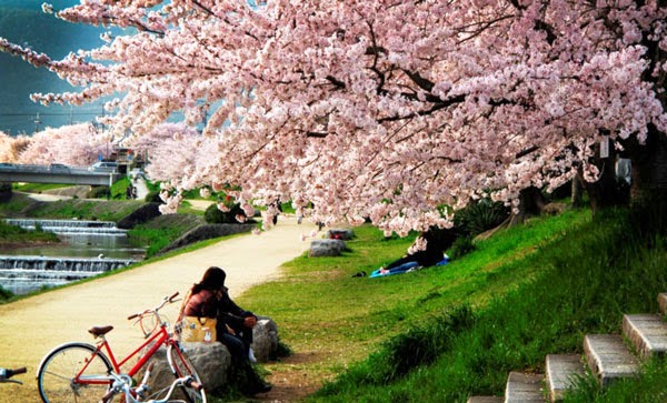 Εκπληκτικές εικόνες από τις ανθισμένες κερασιές στην Ιαπωνία! [photos] - Φωτογραφία 6
