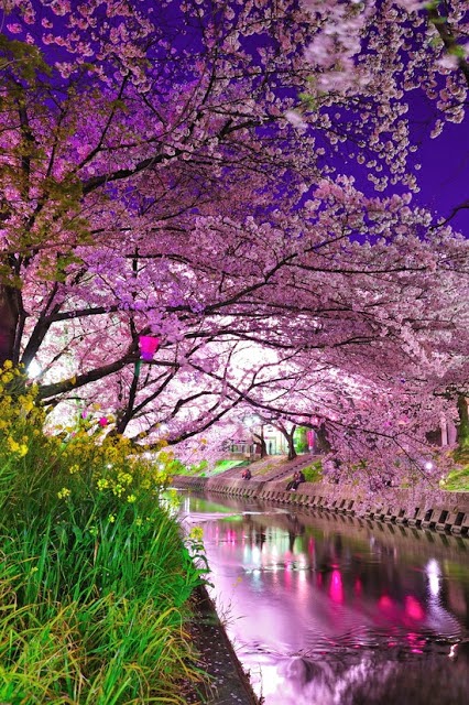 Εκπληκτικές εικόνες από τις ανθισμένες κερασιές στην Ιαπωνία! [photos] - Φωτογραφία 7