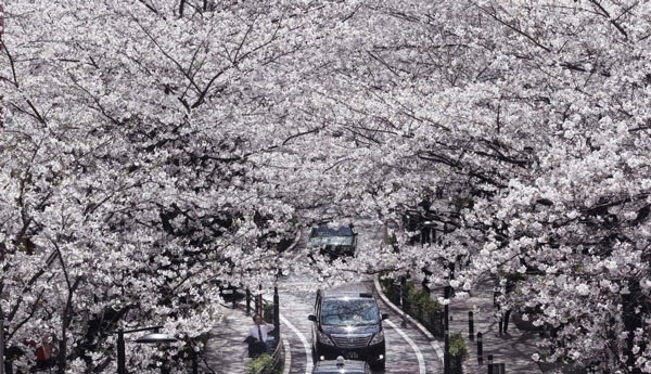 Εκπληκτικές εικόνες από τις ανθισμένες κερασιές στην Ιαπωνία! [photos] - Φωτογραφία 8