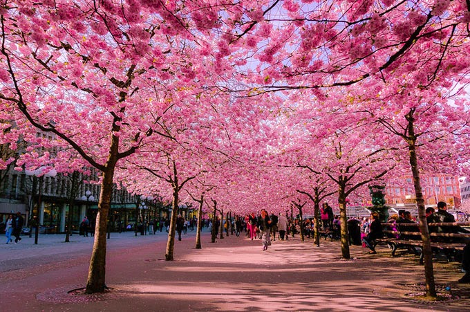 Εκπληκτικές εικόνες από τις ανθισμένες κερασιές στην Ιαπωνία! [photos] - Φωτογραφία 9