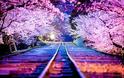 Εκπληκτικές εικόνες από τις ανθισμένες κερασιές στην Ιαπωνία! [photos]