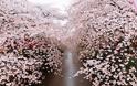 Εκπληκτικές εικόνες από τις ανθισμένες κερασιές στην Ιαπωνία! [photos] - Φωτογραφία 10
