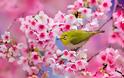 Εκπληκτικές εικόνες από τις ανθισμένες κερασιές στην Ιαπωνία! [photos] - Φωτογραφία 4