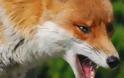 Το ψέμα Τρικαλινού για λυσσασμένη αλεπού παραλίγο να του αποβεί μοιραίο