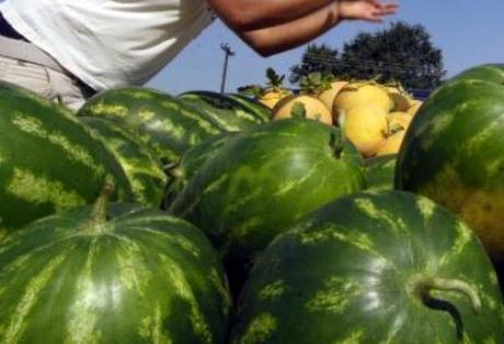 Σε καλή χρονιά ελπίζουν οι παραγωγοί για το πρώιμο καρπούζι σε Τριφυλία και Ηλεία - Φωτογραφία 1