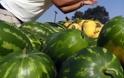 Σε καλή χρονιά ελπίζουν οι παραγωγοί για το πρώιμο καρπούζι σε Τριφυλία και Ηλεία