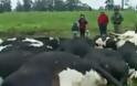 Κεραυνοί σκότωσαν περισσότερες από 60 αγελάδες [video]