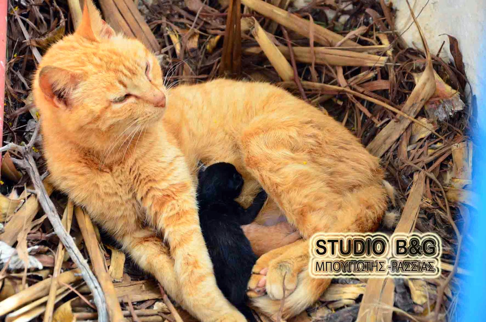 Μια γατούλα με τα μικρά της στο Ναύπλιο - Φωτογραφία 3