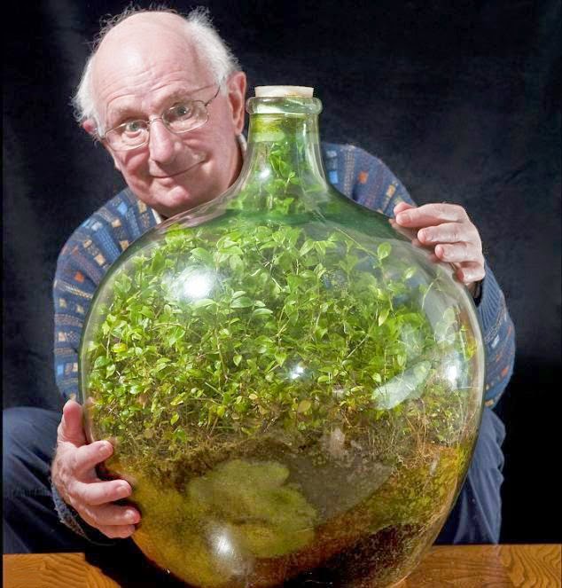 80χρονος διατηρεί «αθάνατο» φυτό σε σφραγισμένο μπουκάλι από το 1972 [video] - Φωτογραφία 2