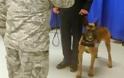 Έδωσαν στρατιωτικό μετάλλιο σε... σκύλο στις ΗΠΑ [Photo]