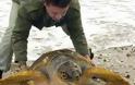 Πάτρα: Αγωνιώδεις προσπάθειες στον Ιστιοπλοϊκό για να κρατήσουν στη ζωή μια θαλάσσια χελώνα - Εντοπίστηκε τραυματισμένη στην Ηρώων Πολυτεχνείου