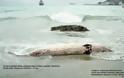 Σάλος στη Κρήτη από στρατιωτική άσκηση που προκάλεσε τον μαζικό θάνατο φαλαινών - Φωτογραφία 2
