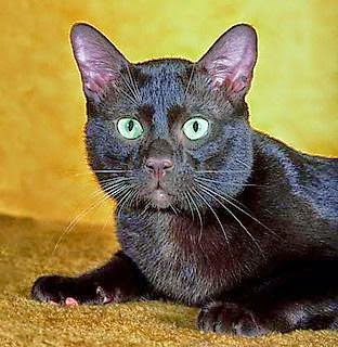 Ξέρετε γιατί θεωρούμε γρουσουζιά τις μαύρες γάτες; - Φωτογραφία 1