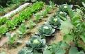 Κληρώσεις για τους νέους καλλιεργητές των δημοτικών λαχανόκηπων Νεάπολης-Συκεών