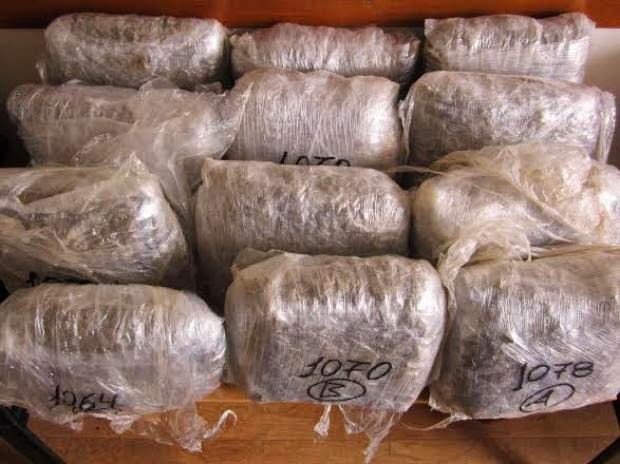 Πάτρα: Εξαρθρώθηκε κύκλωμα διακίνησης ναρκωτικών - Κατασχέθηκαν πάνω από 12 κιλά κάνναβης - Δείτε φωτο - Φωτογραφία 2