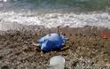 Θαλάσσια χελώνα στην παραλία του Ι.Ο.Π. [video]