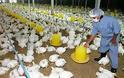 Ιαπωνία: Νέα κρούσματα γρίπης των πτηνών