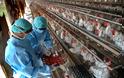 Θανατώθηκαν 112.000 πουλερικά στην Ιαπωνία