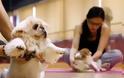 Doga: Κάντε γιόγκα μαζί με το σκύλο σας [photos&video] - Φωτογραφία 3