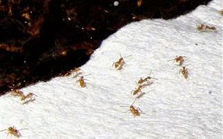 Τα «τρελά μυρμήγκια» που απειλούν το Χιούστον - Φωτογραφία 1
