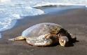 3 νεκρές χελώνες εντοπίστηκαν στη Λευκάδα