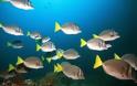 Τα ψάρια τρελαίνονται από τη κλιματική αλλαγή στις θάλασσες