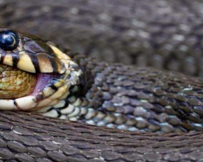 Σπάνια και βραβευμένη φωτογραφία: Δείτε τι κατάπιε ζωντανό ένα φίδι! - Φωτογραφία 1