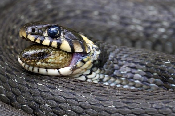 Σπάνια και βραβευμένη φωτογραφία: Δείτε τι κατάπιε ζωντανό ένα φίδι! - Φωτογραφία 2