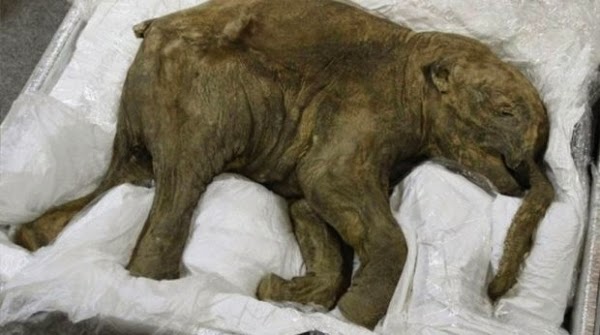 Στο μουσείο εθνικής ιστορίας στο Λονδίνο μαμούθ που πέθανε πριν… - Φωτογραφία 1