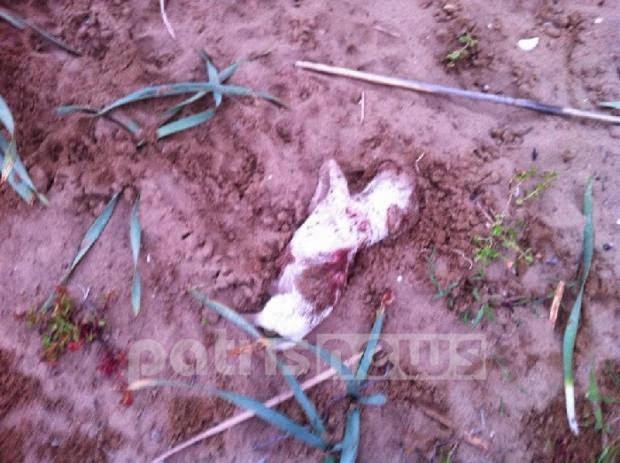 Φρίκη: Ασυνείδητος στην Ηλεία έθαψε ζωντανά κουτάβια - Σοκαριστικές φωτο - Φωτογραφία 2
