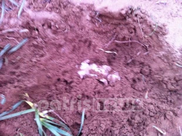 Φρίκη: Ασυνείδητος στην Ηλεία έθαψε ζωντανά κουτάβια - Σοκαριστικές φωτο - Φωτογραφία 3