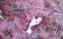 Φρίκη: Ασυνείδητος στην Ηλεία έθαψε ζωντανά κουτάβια - Σοκαριστικές φωτο - Φωτογραφία 2