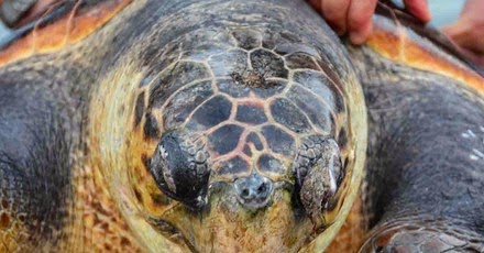 Ναύπλιο: Λουόμενοι έβγαλαν μία χελώνα καρέτα στην παράλια Καραθώνα - Φωτογραφία 1