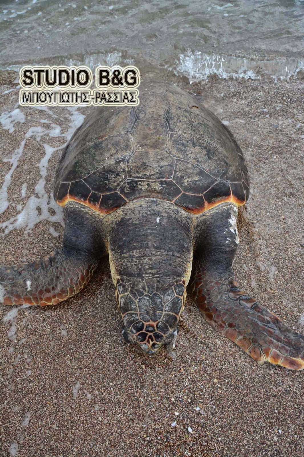 Ναύπλιο: Λουόμενοι έβγαλαν μία χελώνα καρέτα στην παράλια Καραθώνα - Φωτογραφία 3