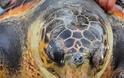 Ναύπλιο: Λουόμενοι έβγαλαν μία χελώνα καρέτα στην παράλια Καραθώνα