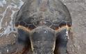 Ναύπλιο: Λουόμενοι έβγαλαν μία χελώνα καρέτα στην παράλια Καραθώνα - Φωτογραφία 2