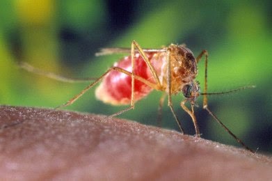 Προληπτικές ενέργειες για την καταπολέμηση των κουνουπιών - Φωτογραφία 1