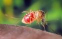 Προληπτικές ενέργειες για την καταπολέμηση των κουνουπιών