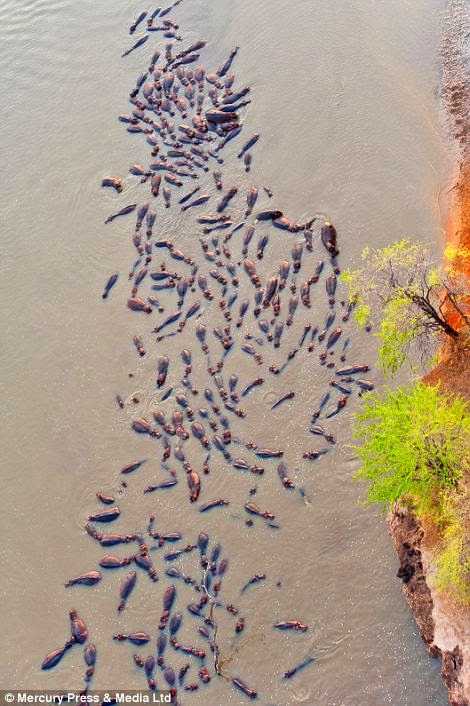 Το χρονικό μιας «επικής» μάχης: Κινηματογραφική σύγκρουση κροκόδειλων και ιπποπόταμων στις όχθες ποταμού [photos] - Φωτογραφία 5